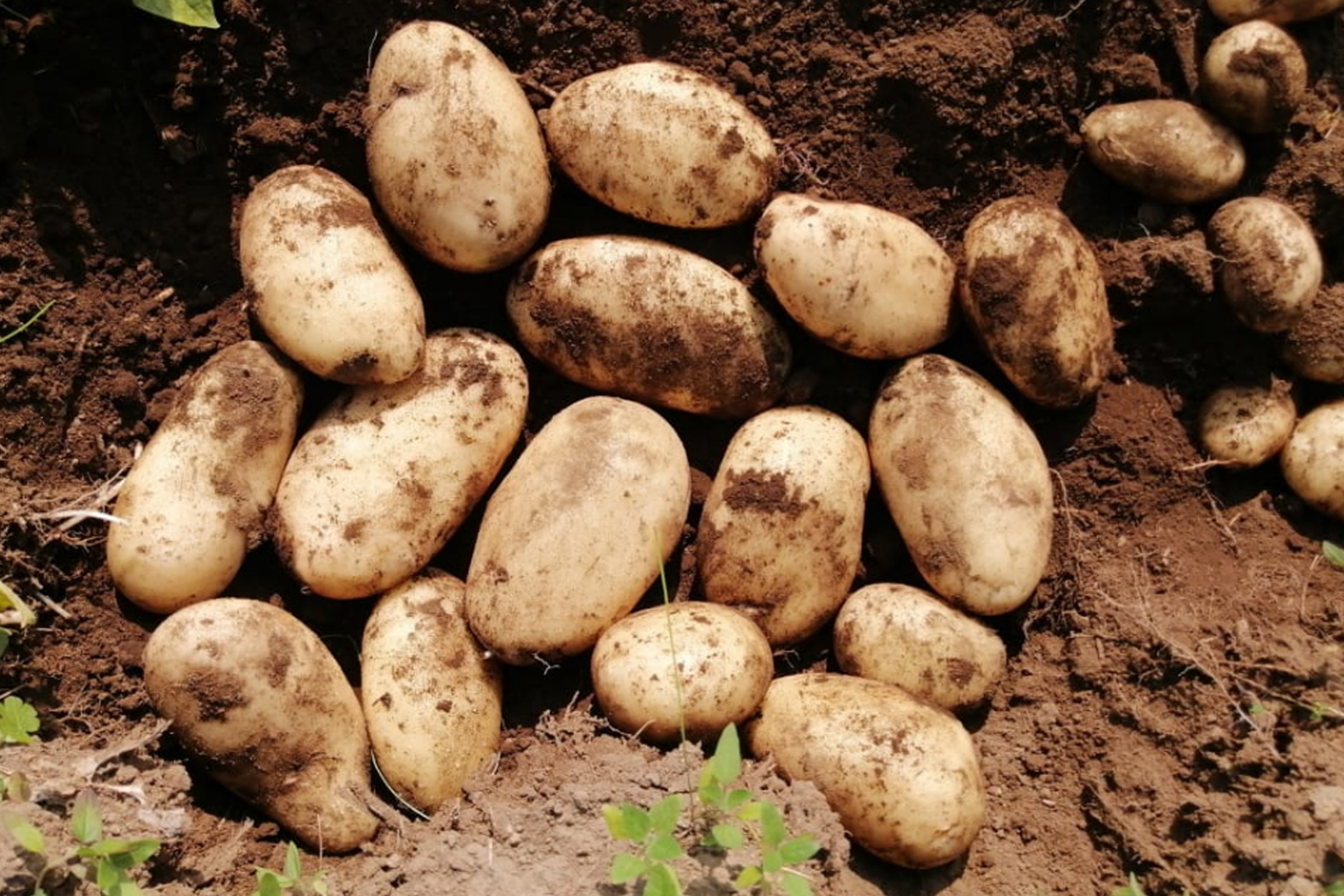 Cultivo de  Jitomates