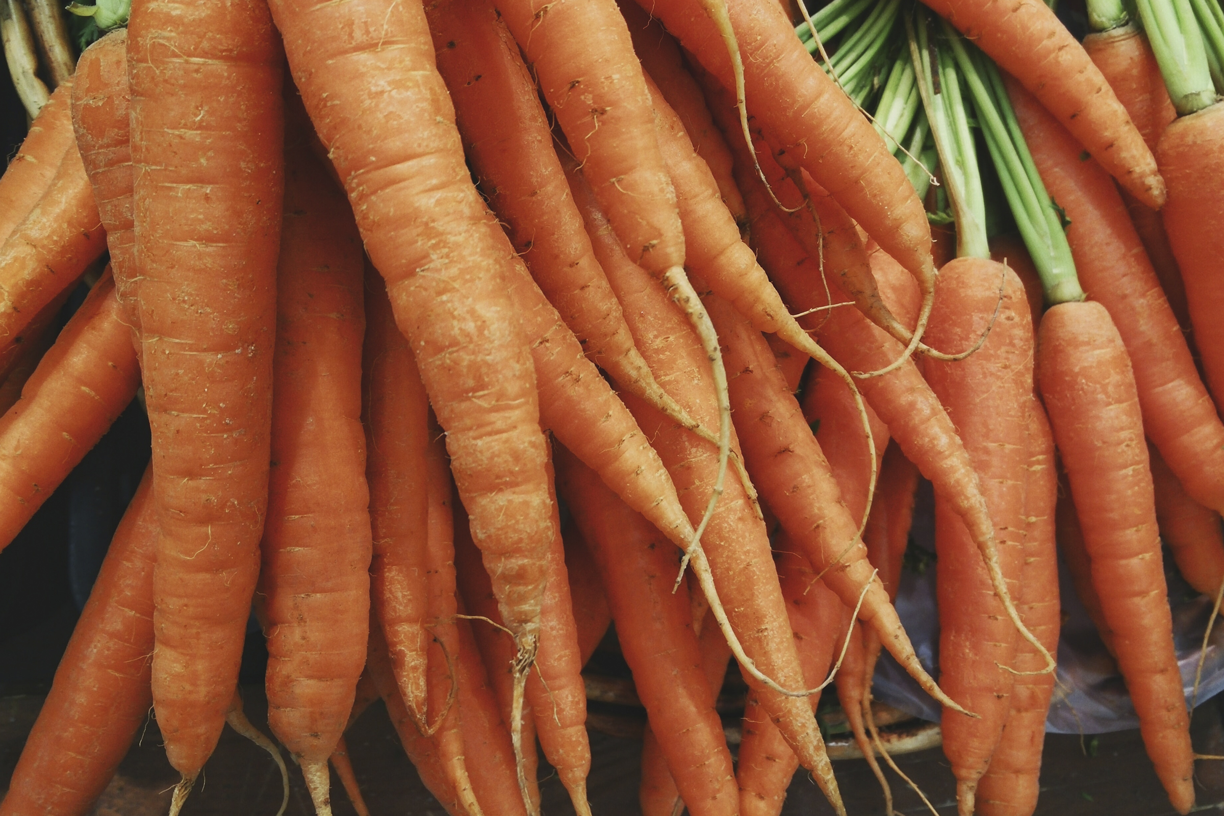 cultivo de Zanahorias