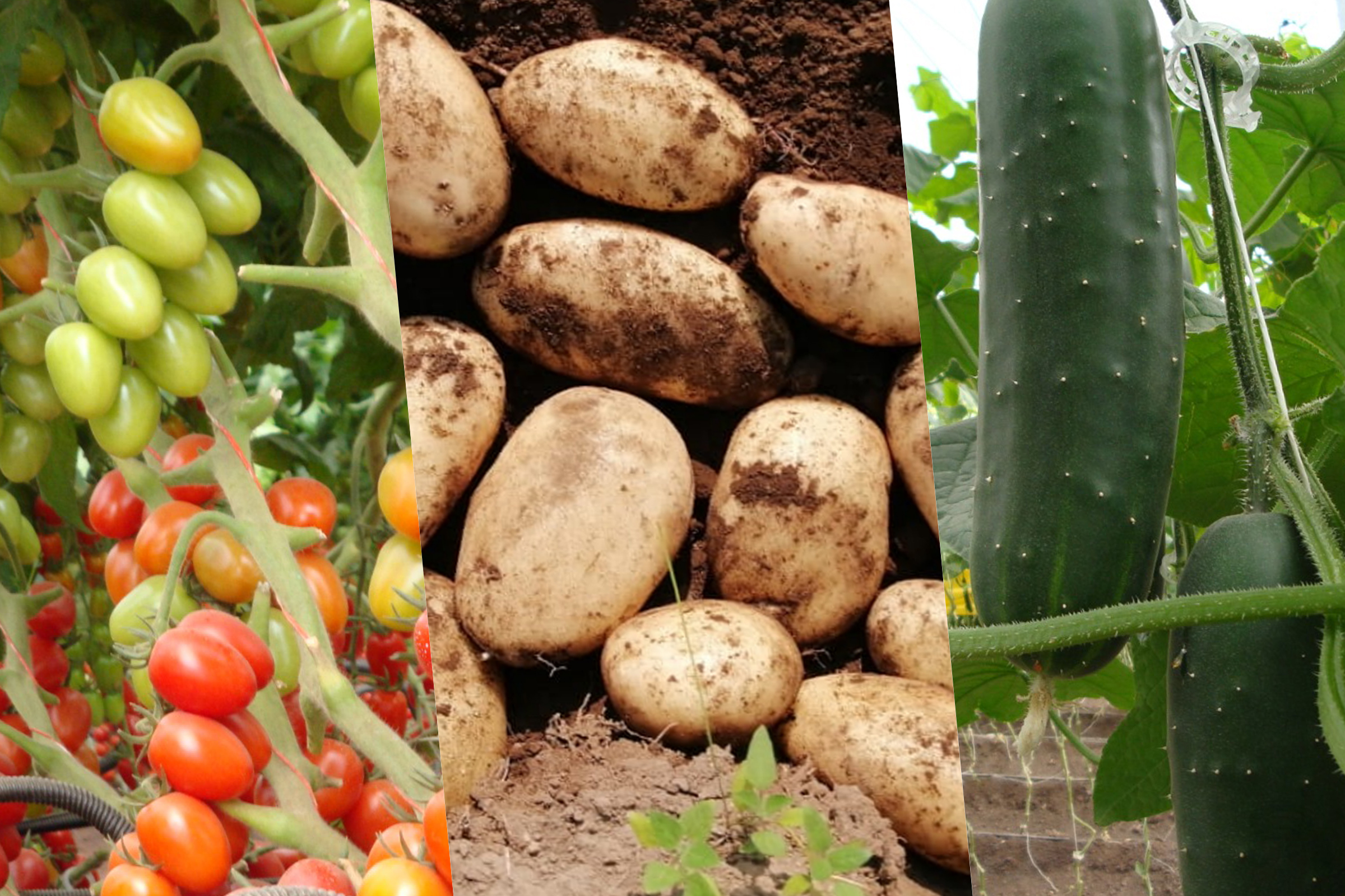 Cultivo de  Jitomates