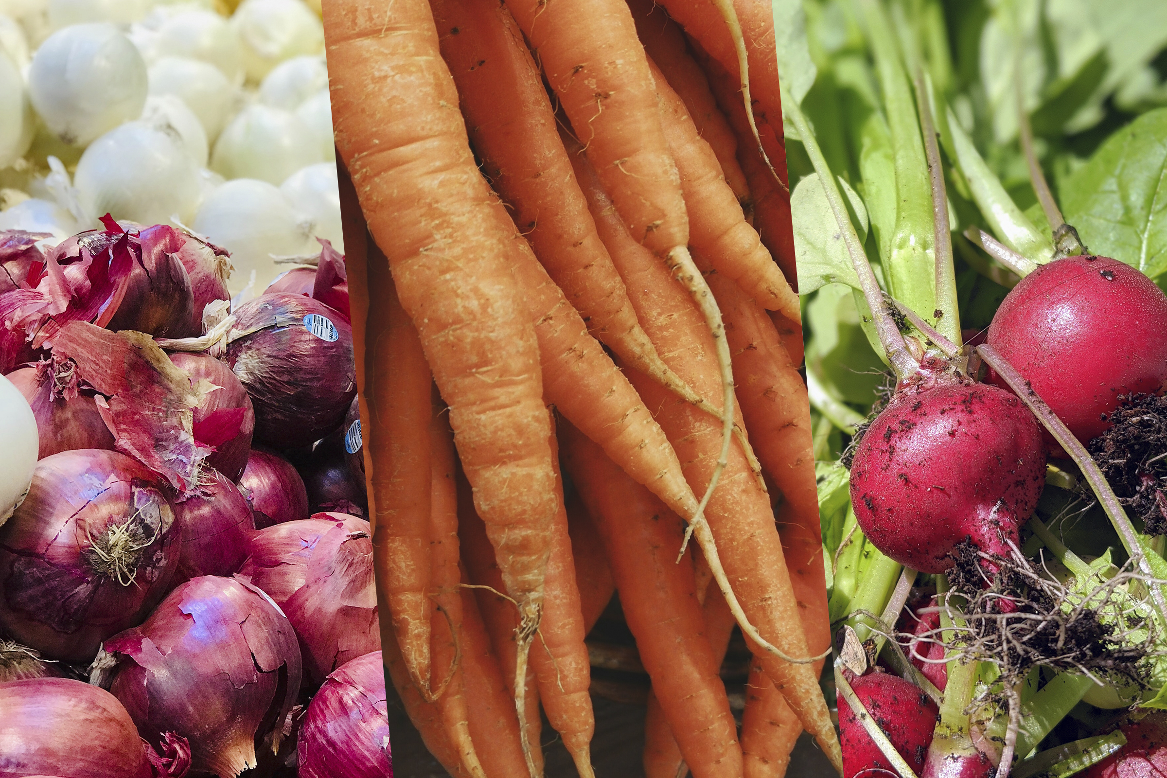 Cultivo de Zanahorias